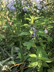 Mentha arvensis