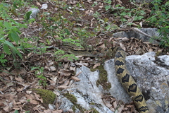Crotalus totonacus