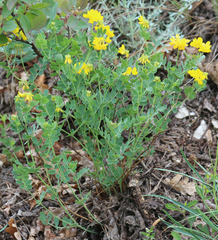 Securigera orientalis