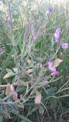 Epilobium hirsutum