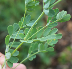 Securigera orientalis