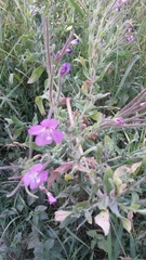 Epilobium hirsutum