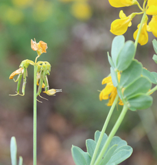 Securigera orientalis