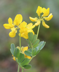 Securigera orientalis