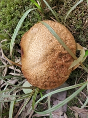 Leccinellum crocipodium