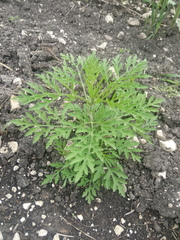 Ambrosia artemisiifolia