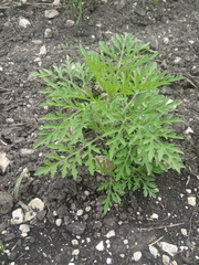 Ambrosia artemisiifolia