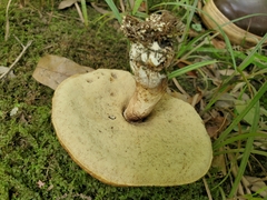 Leccinellum crocipodium