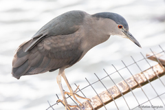 Nycticorax nycticorax