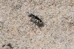 Cicindela latesignata