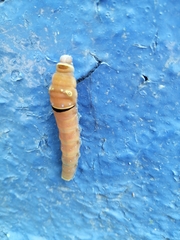 Papilio multicaudata