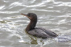 Nannopterum brasilianum