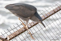 Nycticorax nycticorax