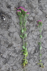 Centaurium erythraea