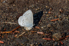 Celastrina echo echo