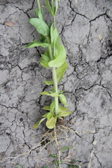 Centaurium erythraea