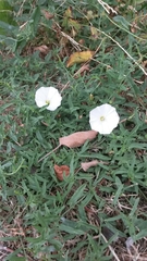 Convolvulus arvensis