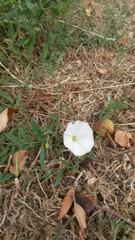 Convolvulus arvensis