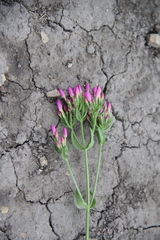Centaurium erythraea