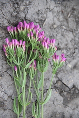 Centaurium erythraea