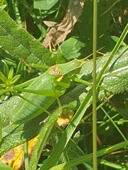 Isophya camptoxypha