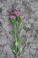 Centaurium erythraea