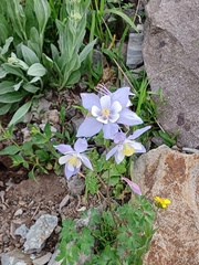 Aquilegia coerulea coerulea