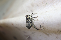 Zygops pius