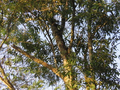 Zanthoxylum rhoifolium