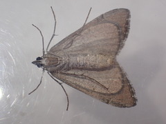 Aplocera efformata