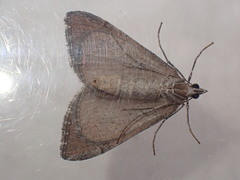 Aplocera efformata