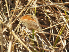 Coenonympha pamphilus