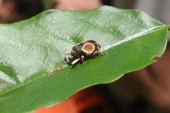 Cylindrothecus orbifer