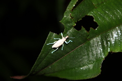 Compsus lacteus
