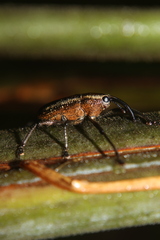 Cholus subcinctus
