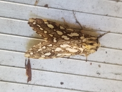 Lophocampa ingens