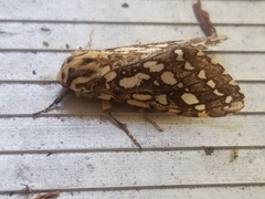 Lophocampa ingens