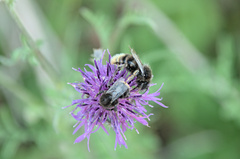 Bombus sylvarum