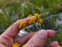 Packera paupercula paupercula