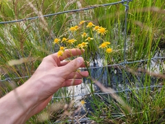 Packera paupercula paupercula