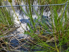 Packera paupercula paupercula