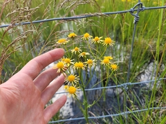 Packera paupercula paupercula