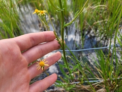 Packera paupercula paupercula