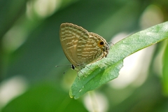 Jamides alecto dromicus