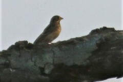 Emberiza citrinella
