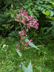 Asclepias rubra