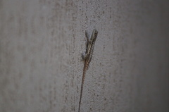 Tropidurus torquatus