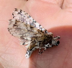 Lichnoptera decora