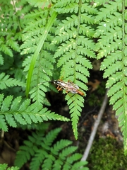 Mesostenus thoracicus