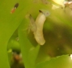 Caecum